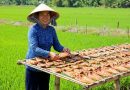 Khô cá đồng miền Tây vào vụ Tết 2026: Làng nghề “đỏ lửa” ngày đêm, đơn hàng tăng vọt