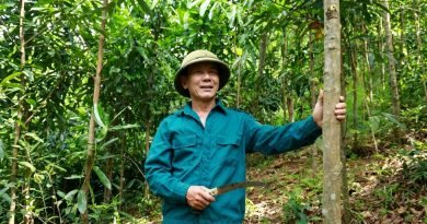 Mã số rừng trồng: ‘Giấy thông hành’ định danh gỗ Việt trên trường quốc tế