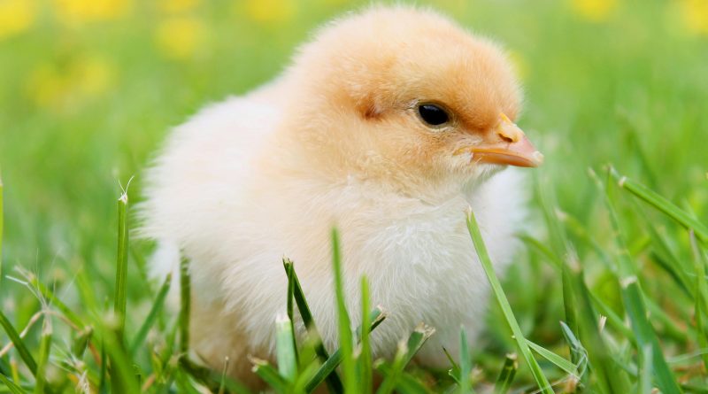 Cute fluffy chick enjoying springtime outdoors, ideal for nature photography.