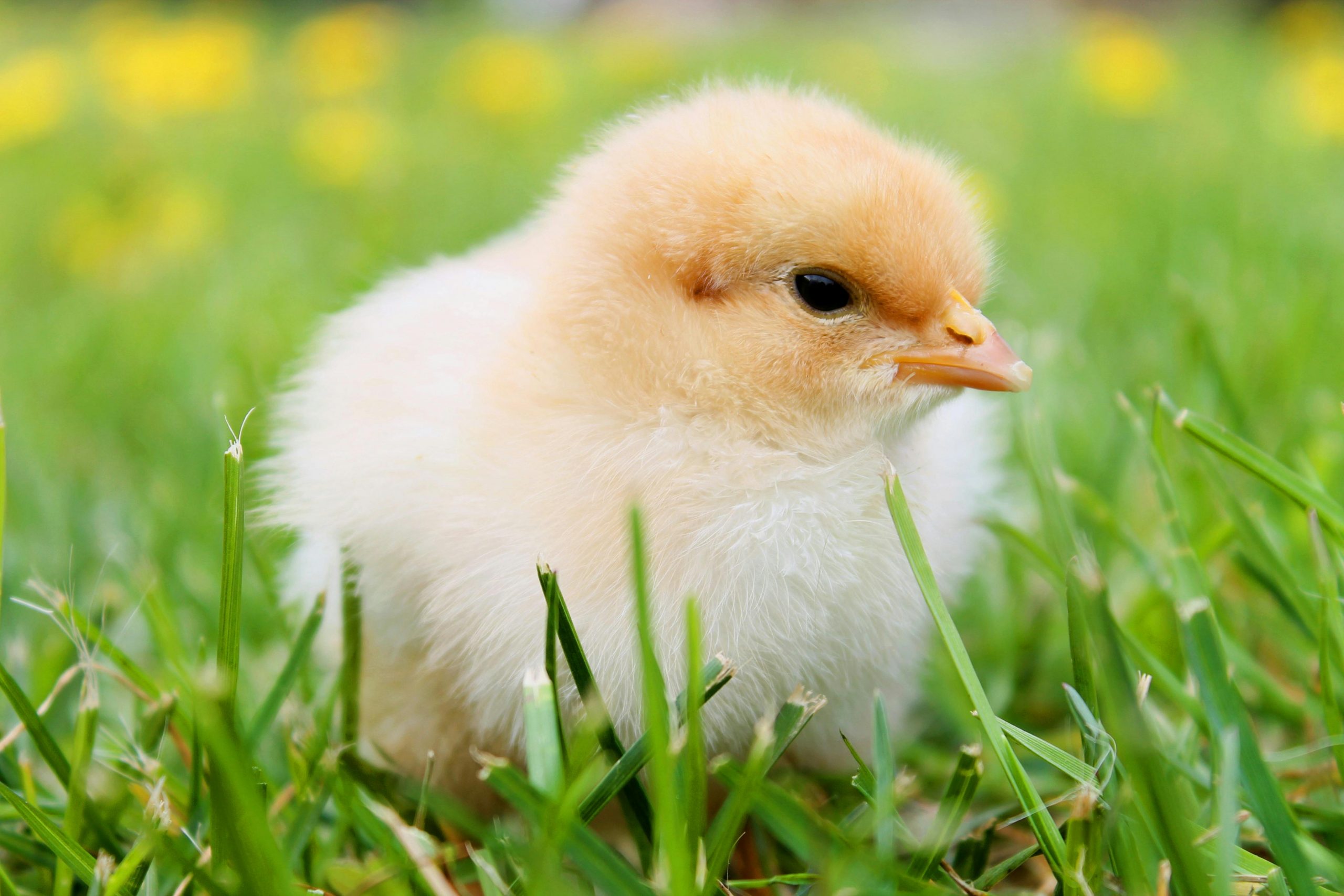 Cute fluffy chick enjoying springtime outdoors, ideal for nature photography.