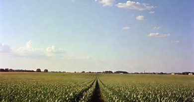 Chuyển dịch cơ cấu cây trồng: Mỹ dự kiến giảm 4,8 triệu mẫu ngô, tăng mạnh diện tích đậu tương