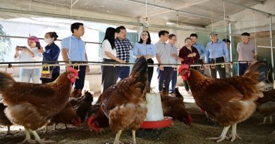 Lào Cai: Chăn nuôi gia súc gia cầm tăng trưởng nhẹ đầu năm 2024