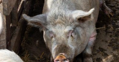 Giá heo hơi hôm nay 16/4: Miền Nam tăng nhẹ, cao nhất 69.000