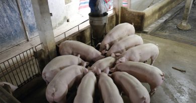 Phú Thọ: Siết Chặt Quản Lý Cơ Sở Giết Mổ Động Vật