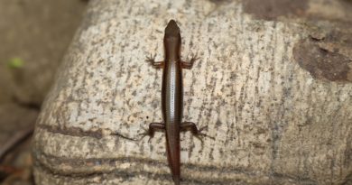 Phát Hiện Sinh Vật Mới Tại Vườn Quốc Gia Vũ Quang